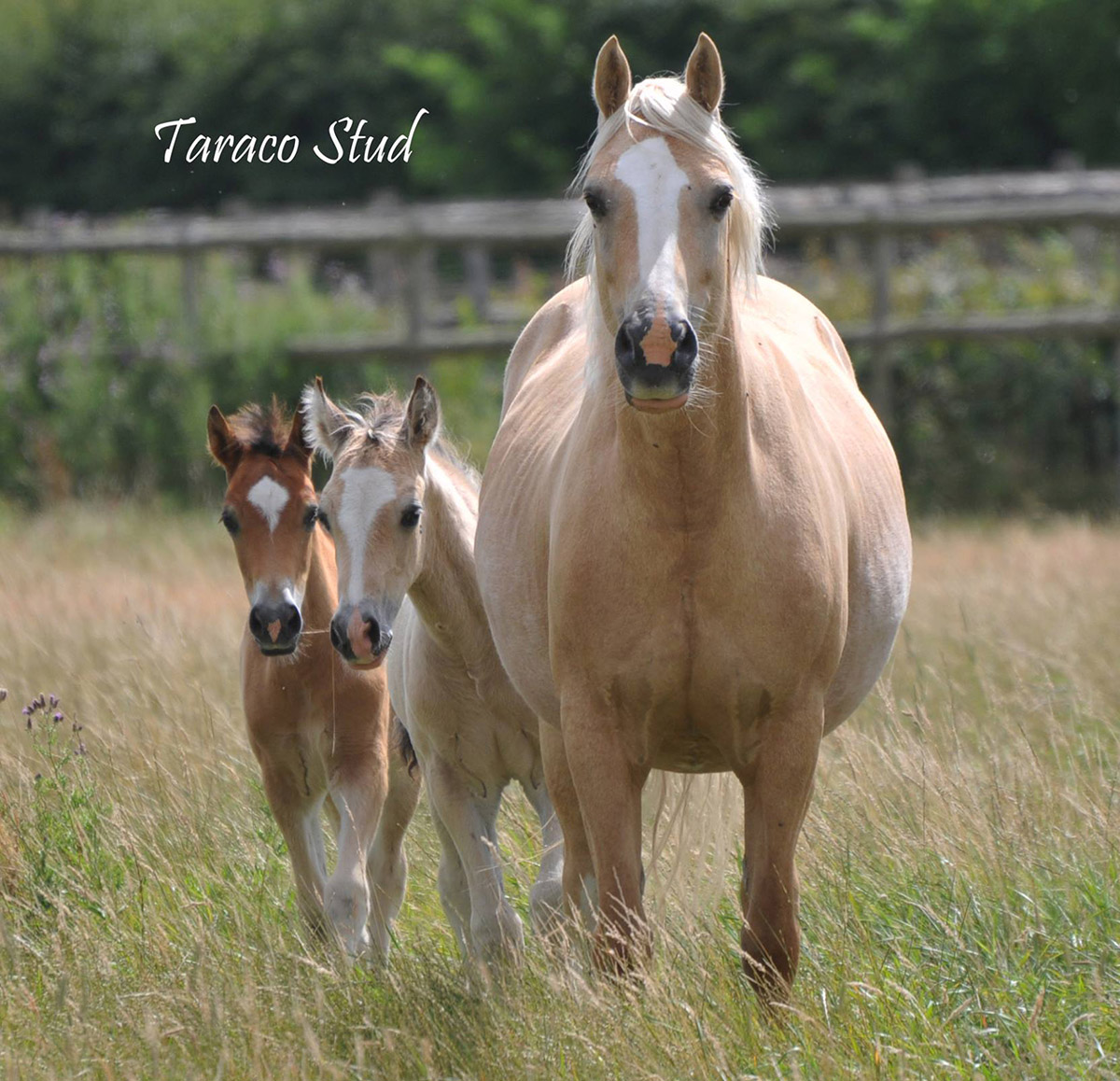 Welsh Section D - Brood Mare